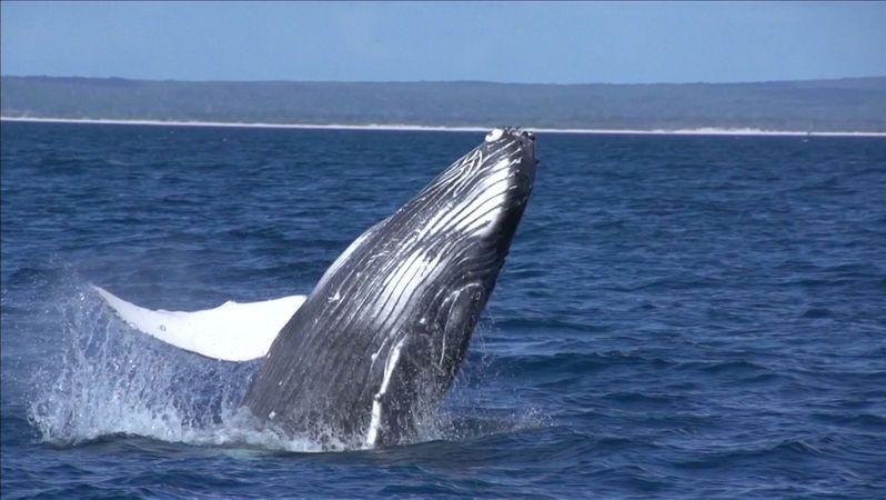 KVÍZ: Porazí školou povinní dospělé? Co víte o velrybách?